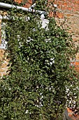 SOLANUM JASMINOIDES,  POTATO VINE.