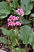 BERGENIA MORGENROTE