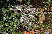 SOLANUM JASMINOIDES,  POTATO VINE.