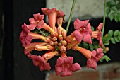 CAMPSIS RADICANS