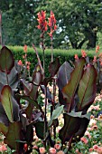 CANNA INDICA PURPUREA