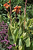 CANNA STRIATA