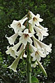 CARDIOCRINUM GIGANTEUM