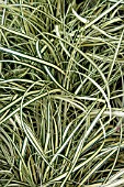 CAREX EVERGOLD