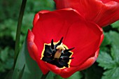 TULIPA APPLEDORN