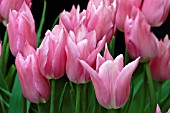 TULIPA CHINA PINK