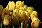 TULIPA OLYMPIC FLAME