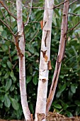 BETULA ALBO SINENSIS