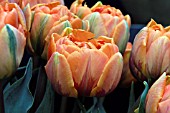 TULIPA ORANGE PRINCESS