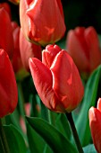 TULIPA OXFORD