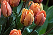 TULIPA PRINCESS IRENE