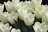 TULIPA PURISSIMA