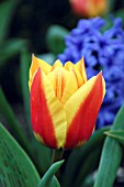 TULIPA STRESA
