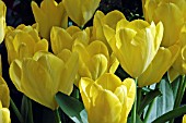 TULIPA YELLOW PURISSIMA