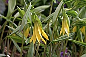 UVULARIA GRANDIFLORUM