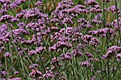 VERBENA BONARIENSIS
