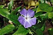 VINCA MAJOR