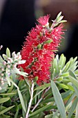 CALLISTEMON CAPTAIN COOK,  BOTTLEBRUSH