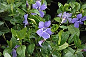 VINCA MINOR