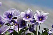 VIOLA SORBET ICY BLUE