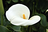 ZANTEDESCHIA AETHIOPICA