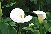 ZANTEDESCHIA AETHIOPICA