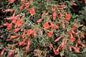 ZAUSCHNERIA GARRETTI, WILD FUCHSIA OR HUMMINGBIRD TRUMPET