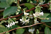 LONICERA X PURPUSII WINTER BEAUTY