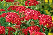 ACHILLEA FANAL