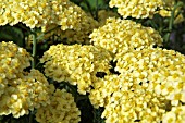 ACHILLEA MARTINA