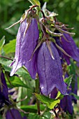 CAMPANULA PURPLE SENSATION