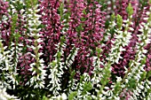 CALLUNA VULGARIS