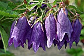 CAMPANULA PURPLE SENSATION