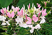 CLEOME SPINOSA ROSE QUEEN