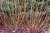 CORNUS ALBA SIBIRICA