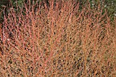 CORNUS SANGUINEA MIDWINTER FIRE