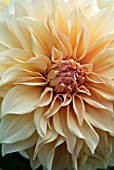 DAHLIA CAFE AU LAIT