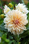 DAHLIA CAFE AU LAIT
