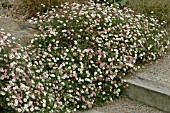 ERIGERON KARVINSKIANUS
