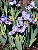 IRIS AUSTRIAN SKY