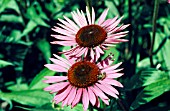 ECHINACEA PURPUREA RUBINSTERN