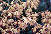 ACER PALMATUM ORANGE DREAM