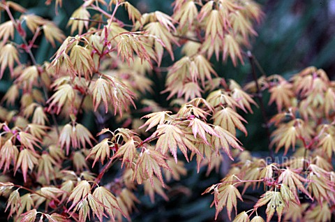 ACER_PALMATUM_ORANGE_DREAM