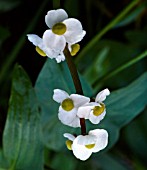 SAGITTARIA LATIFOLIA