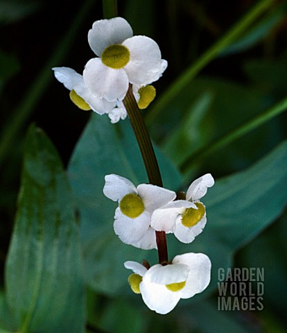 SAGITTARIA_LATIFOLIA