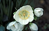 HELLEBORUS NIGER CHRISTMAS ROSE NORFOLK