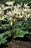 ERYTHRONIUM CALIFORNICUM,   DOGS TOOTH VIOLET