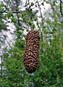 HONEY BEE SWARM (APIS MELIFERA) IN TREE