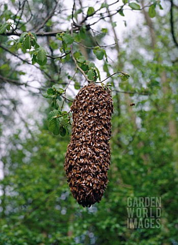 HONEY_BEE_SWARM_APIS_MELIFERA_IN_TREE