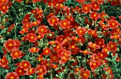 HELIANTHEMUM FIRE DRAGON